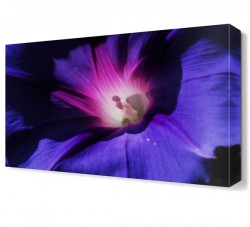 Mor Işıklı Çiçek Canvas Tablo
