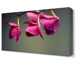 Pembe Yapraklı Çiçek Canvas Tablo (1)