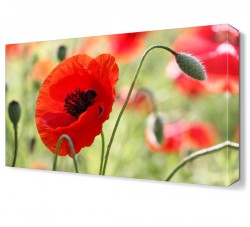 Gelincik Canvas Tablo