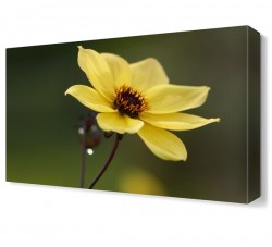 Sarı Papatya2 Tablosu