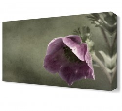 Mor Gelincik Tablosu