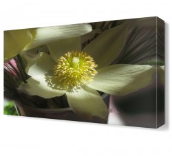 Beyaz Yapraklı Çiçek Tablosu