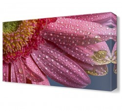 Pembe Papatya Tablosu (1)