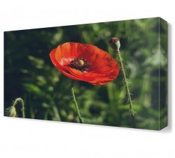 Gelincik Tablosu (1)