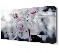 Beyaz Çiçek Tablosu