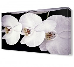 Beyaz Çiçekler Tablosu (1)