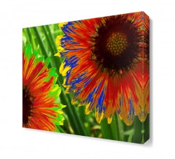 Gökkuşağı Çiçeği Tablosu