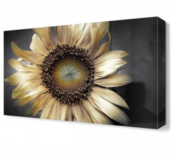 Beyaz Ay Çiçeği Tablosu