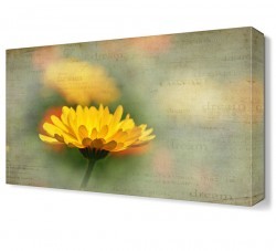 Sarı Papatya3 Tablosu (1)