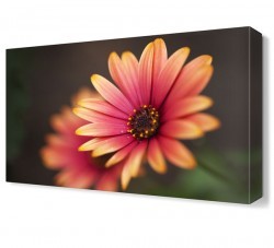 Pembe Sarı Çiçek Tablosu (1)