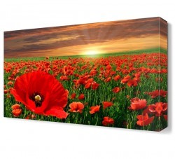 Gelincik Bahçesi Tablosu (1)