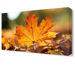 Sarı Yaprak Tablosu (1)