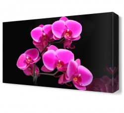 Su Çiçeği Tablosu