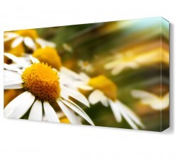 Papatya Bahçesi Tablosu (1)