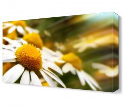 Papatya Bahçesi Tablosu