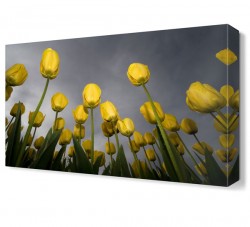 Sarı Laleler Tablosu