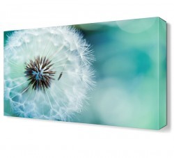 Karahindiba3 Tablosu (1)