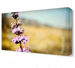 Sümbül Tablosu (1)