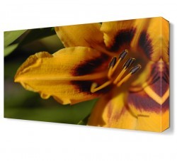 Sarı Çiçek2 Tablosu (1)