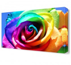 Gökkuşağı Renginde Gül Tablosu