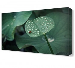 Yaprak ve Uğur Böceği Tablosu (1)