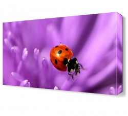 Uğur Böceği ve Mor Çiçek Tablosu
