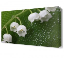 Beyaz Küçük Çiçekler Tablosu