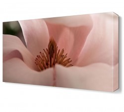 Toz Pembe Çiçek Tablosu (1)