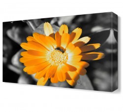 Sarı Papatya4 Tablosu