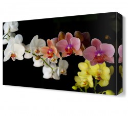 Renkli Çiçekler4 Tablosu