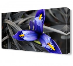 Mavi Çiçek3 Tablosu