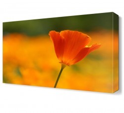 Çiçek2 Tablosu (1)