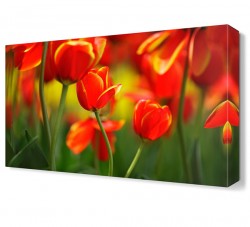 Turuncu Gelincik Tablosu