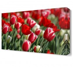 Gelincik Bahçesi2  Tablosu (1)