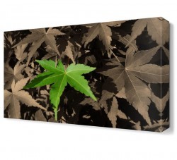 Canlı Tek Yaprak Tablosu (1)