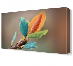 Renkli Yapraklar Tablosu