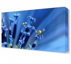 Mavi Suratlar Tablosu (1)