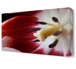 Kırmızı Beyaz Lale Tablosu (1)