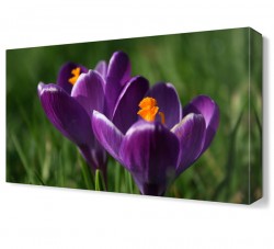 Mor Çiçek10 Tablosu