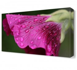 Mor Çiçek11 Tablosu