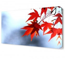 Kırmızı Yapraklar Tablosu (1)