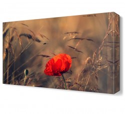 Gelincik5 Tablosu (1)