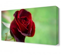 Red Rose Tablosu (1)