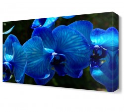 Mavi2 Çiçek Tablosu