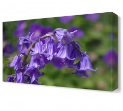 Lavanta Çiçeği Tablosu