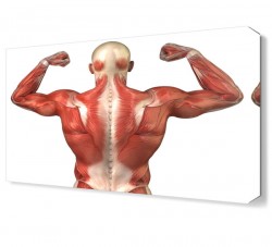 Kaslı Vücut Tablosu