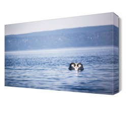 Denizdeki Kuğular Tablosu