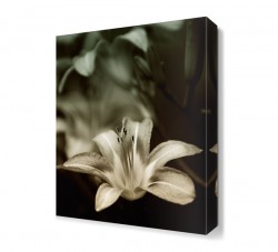 Siyah ve Beyaz Çiçek Tablosu