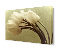 Beyaz Lale Demeti Tablosu