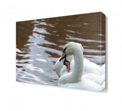 Sevimli Kuğular2 Tablo